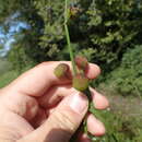 Sagittaria longiloba Engelm. ex J. G. Sm. resmi