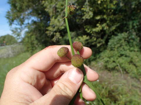 Sagittaria longiloba Engelm. ex J. G. Sm. resmi