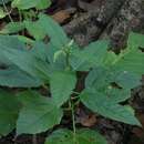 Image of Baliospermum solanifolium (Burm.) Suresh
