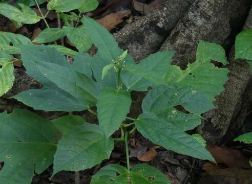 Image of Baliospermum solanifolium (Burm.) Suresh
