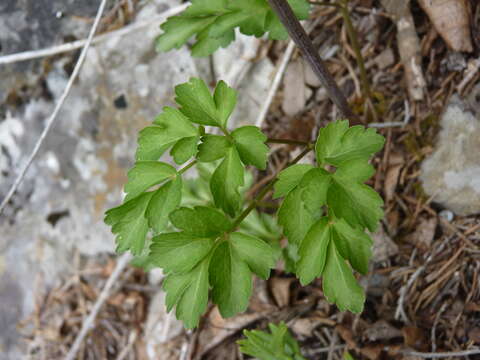 Image of Thaspium barbinode (Michx.) Nutt.