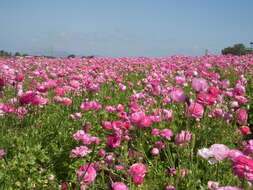 Image of Ranunculus asiaticus