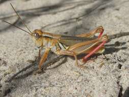 Слика од Melanoplus foedus foedus Scudder & S. H. 1878