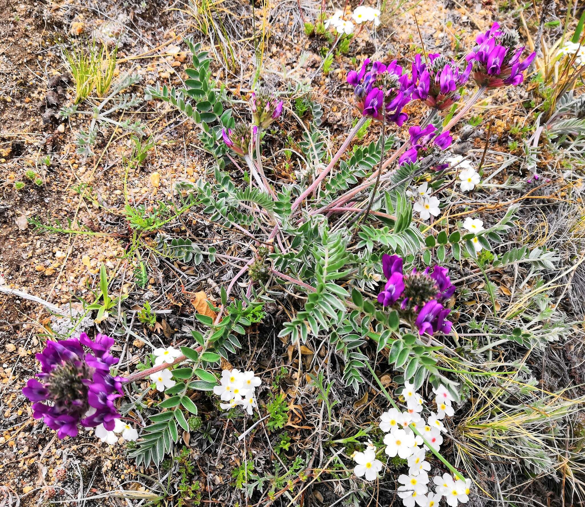 Image de Oxytropis strobilacea Bunge