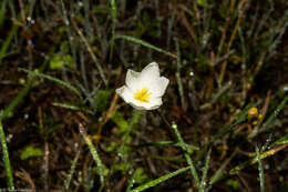 Sisyrinchium cholewae Espejo, López-Ferr. & Ceja resmi