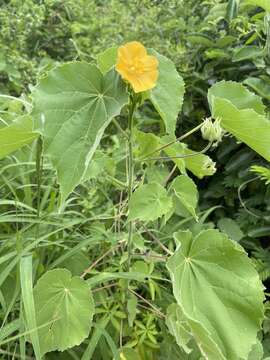 Image of Abutilon grandiflorum G. Don