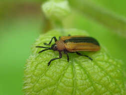 Image of Locust Leaf Miner