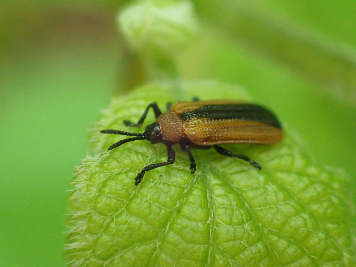 Plancia ëd Odontota dorsalis (Thunberg 1805)