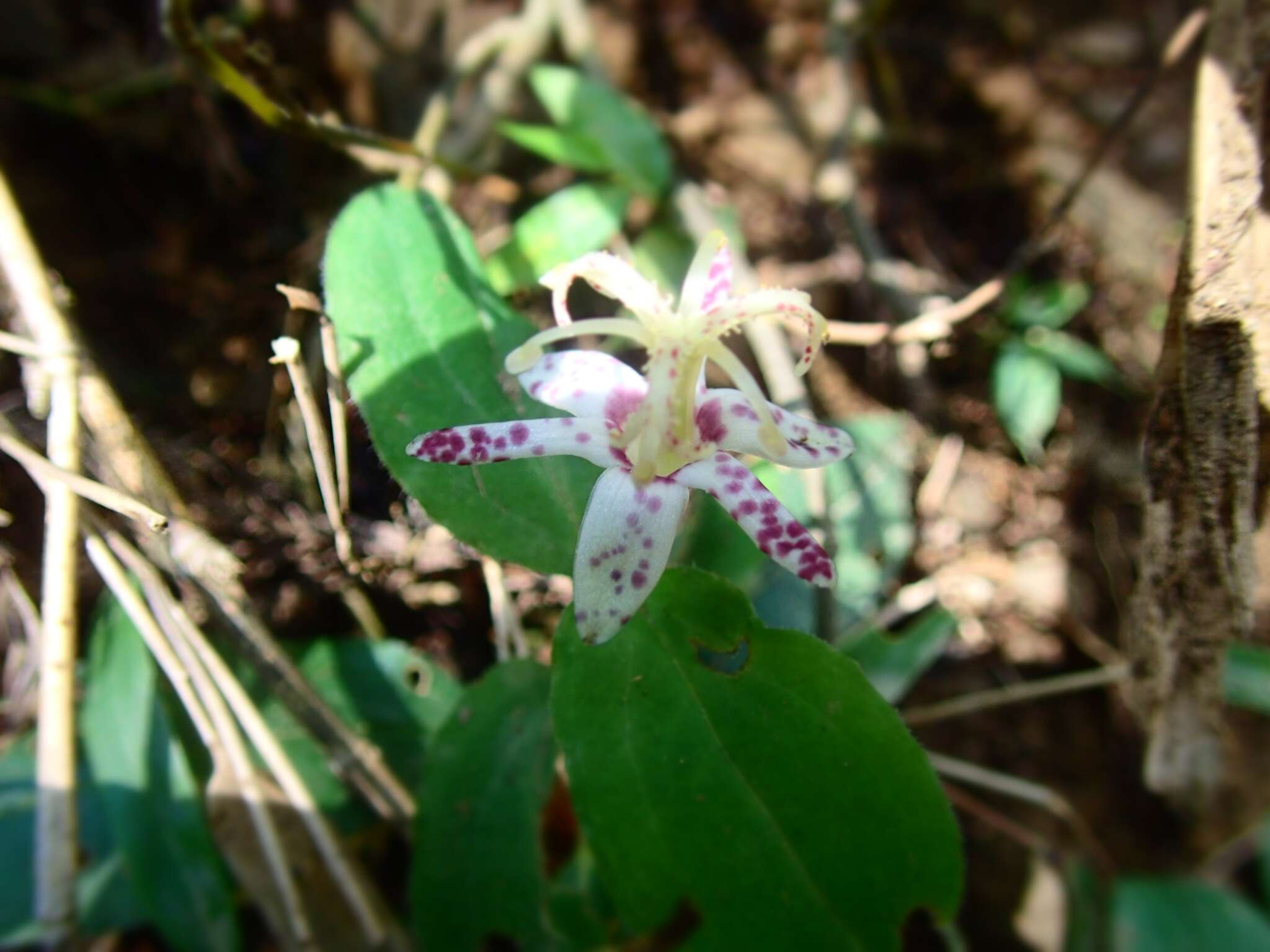 Image de Tricyrtis affinis Makino