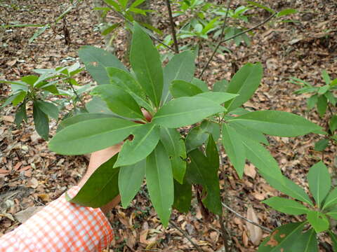 Image de Illicium floridanum Ellis