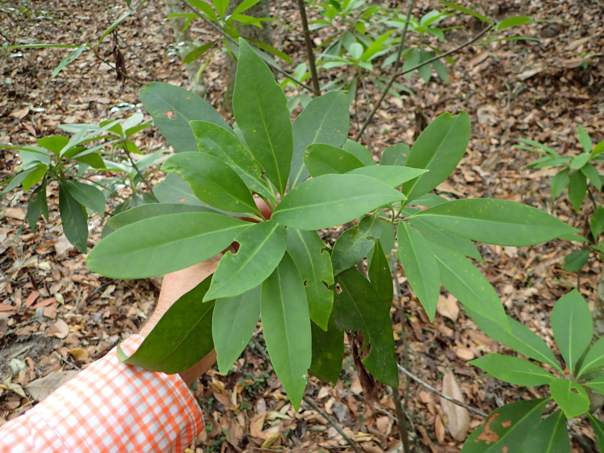 Image de Illicium floridanum Ellis