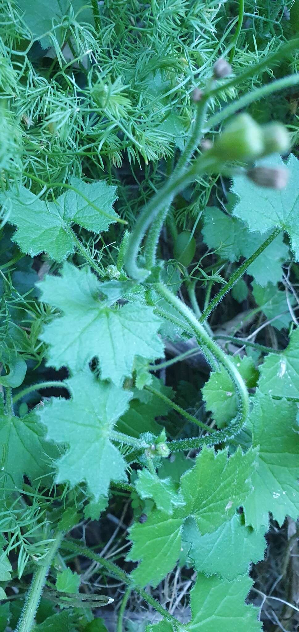 Image of Cineraria lobata L'Hér.