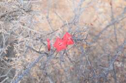 Image of Ipomoea conzattii Greenman