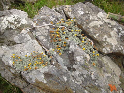 Image of Helichrysum galpinii N. E. Brown