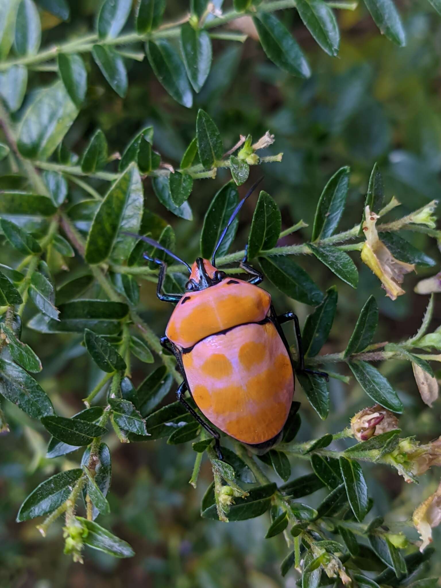 Image of <i>Poecilocoris rufigenis</i>