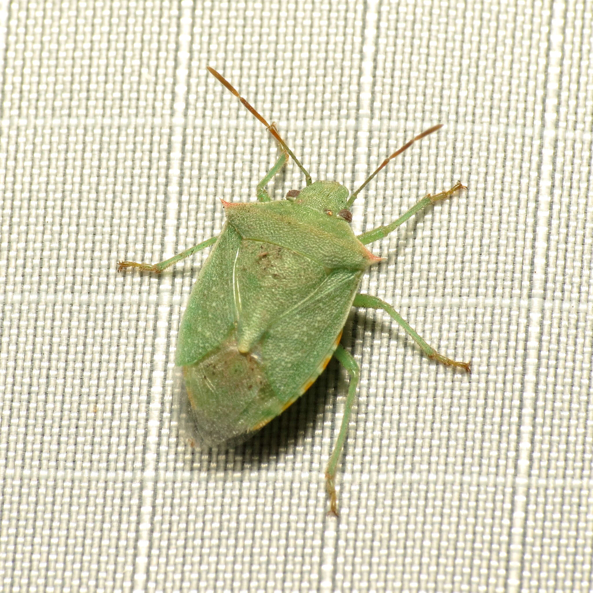 Image of Red-shouldered Stink Bug