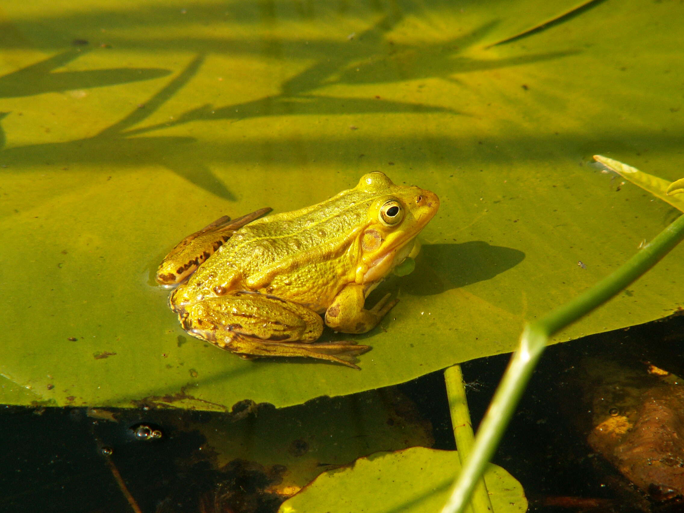 Image de Petite grenouille verte