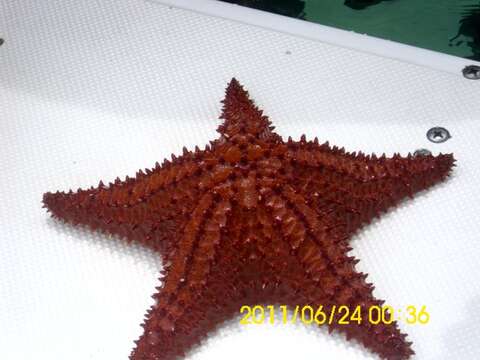 Image of Red cushion sea star