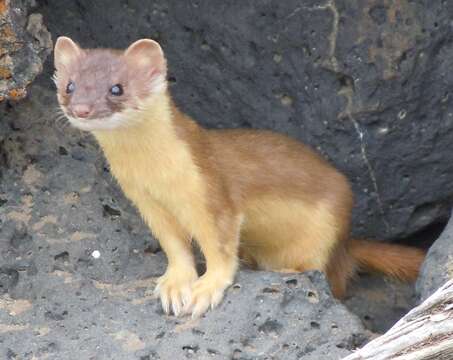 Image of Long-tailed Weasel