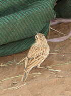 صورة Calendulauda africanoides africanoides (Smith & A 1836)