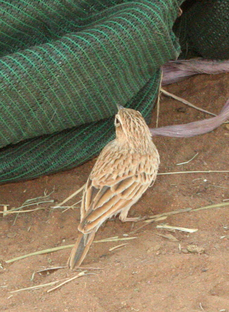 صورة Calendulauda africanoides africanoides (Smith & A 1836)