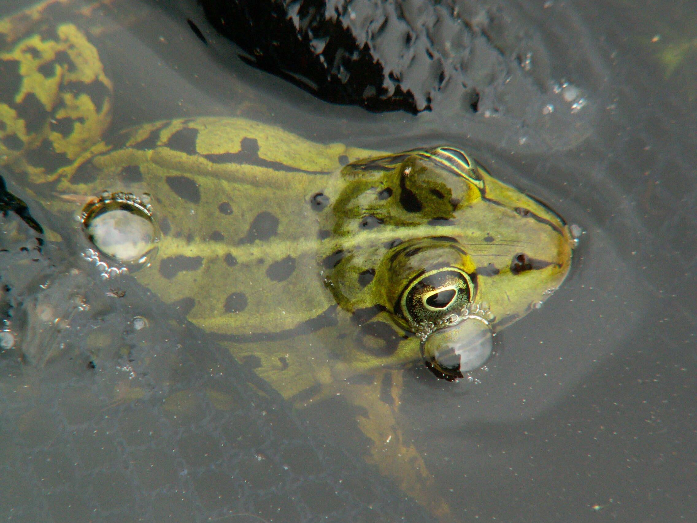 Image de Petite grenouille verte