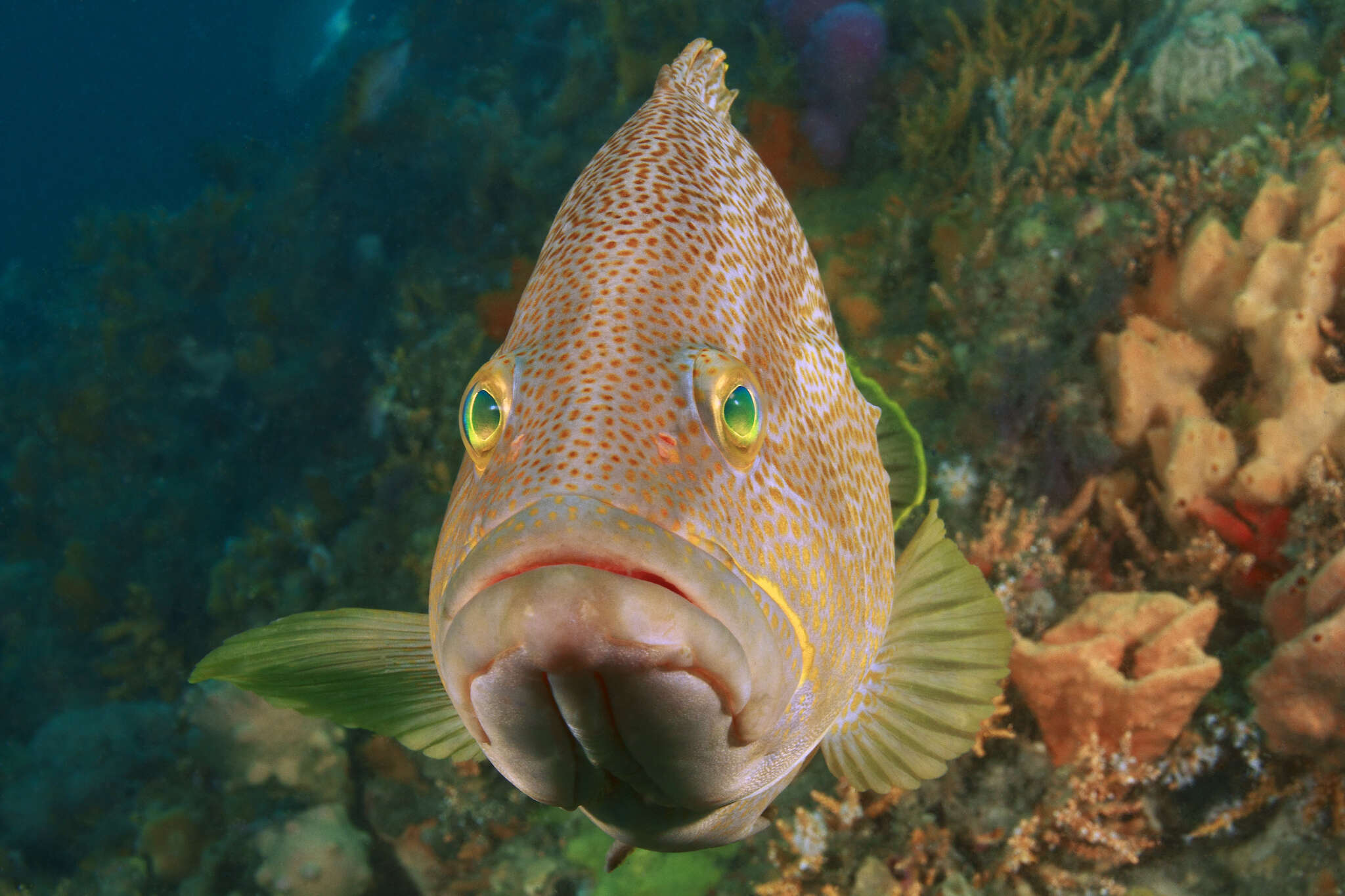 Epinephelus undulatostriatus (Peters 1866)的圖片