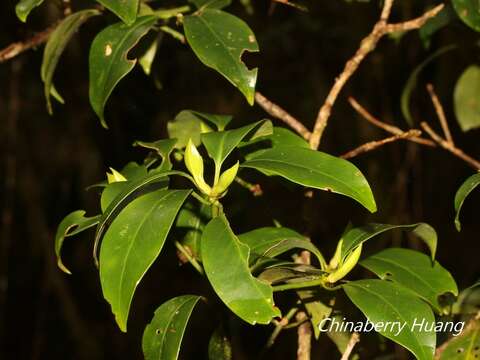 Слика од Illicium anisatum L.