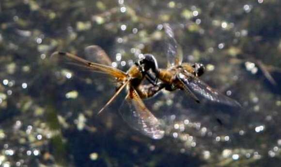 Image of Four-spotted Chaser