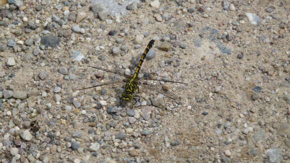 Image of Green-eyed Hooktail