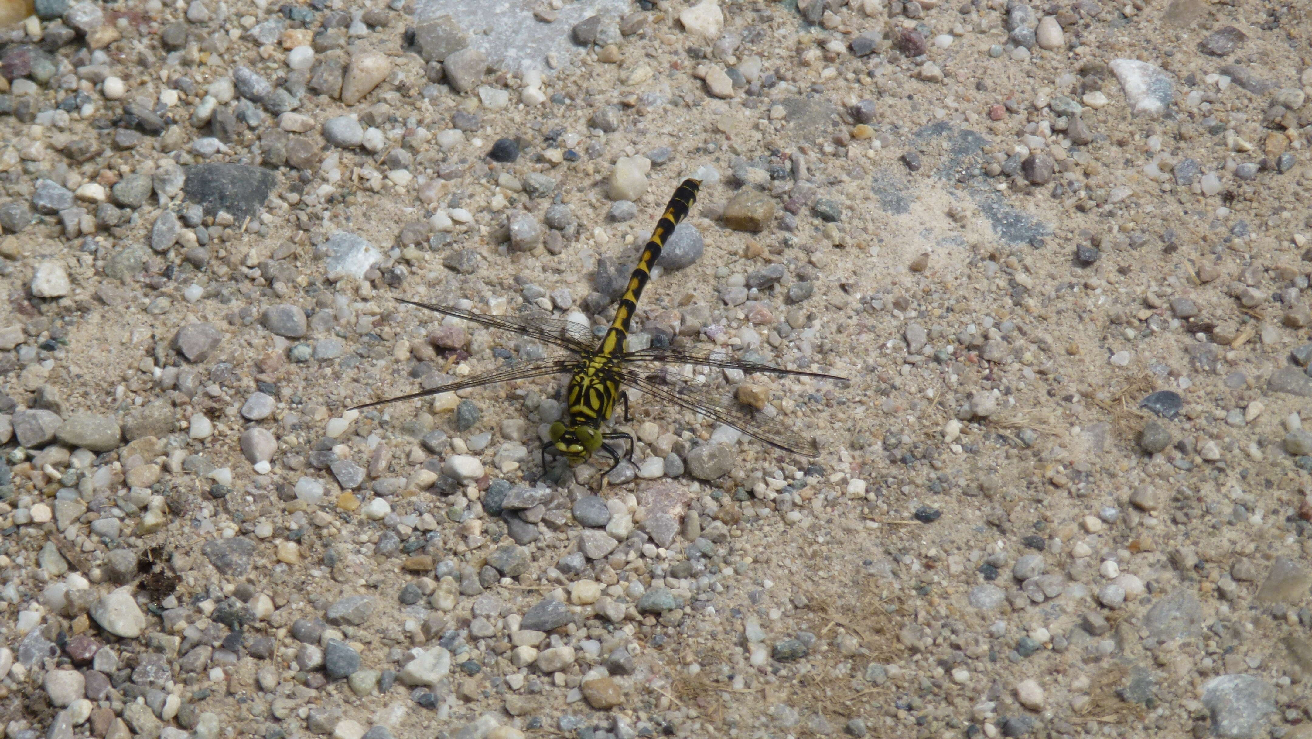 Image of Green-eyed Hooktail