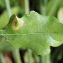 Phyllonorycter quercifoliella (Zeller 1839)的圖片