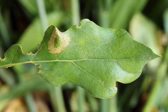 Phyllonorycter quercifoliella (Zeller 1839)的圖片