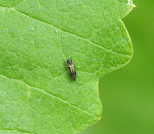 Image of Vine Jewel Beetle