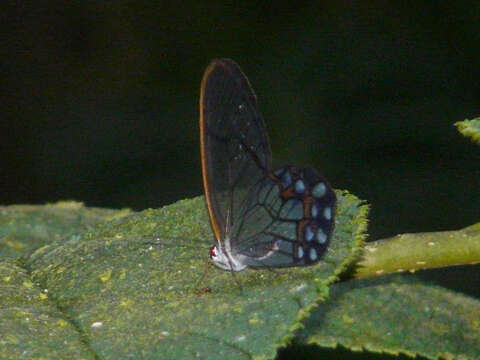 Image of Pseudohaetera hypaesia Hewitson 1854