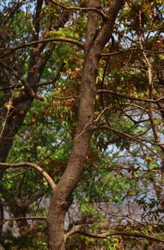 Image of Bauhinia malabarica Roxb.