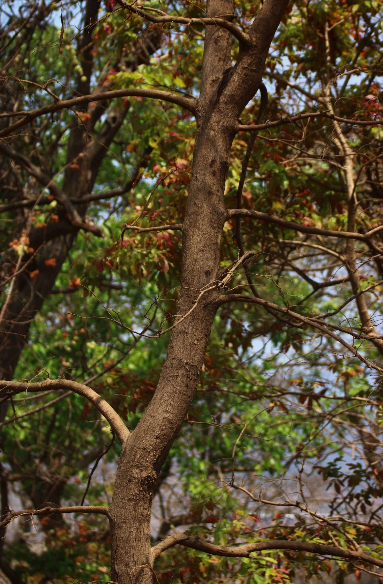 Imagem de Bauhinia malabarica Roxb.