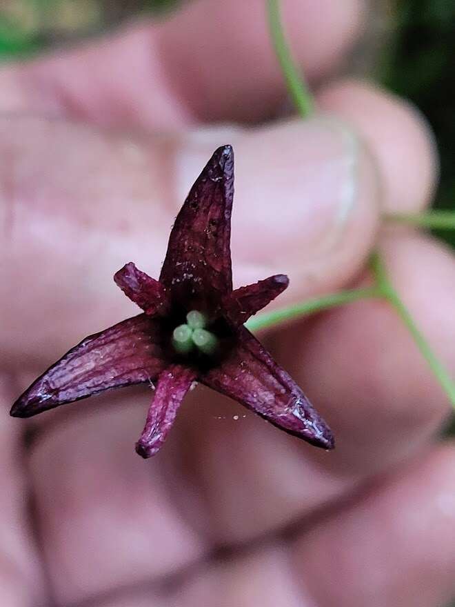 Image of Stauntonia purpurea Y. C. Liu & F. Y. Lu