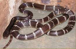 Image of Common Indian krait