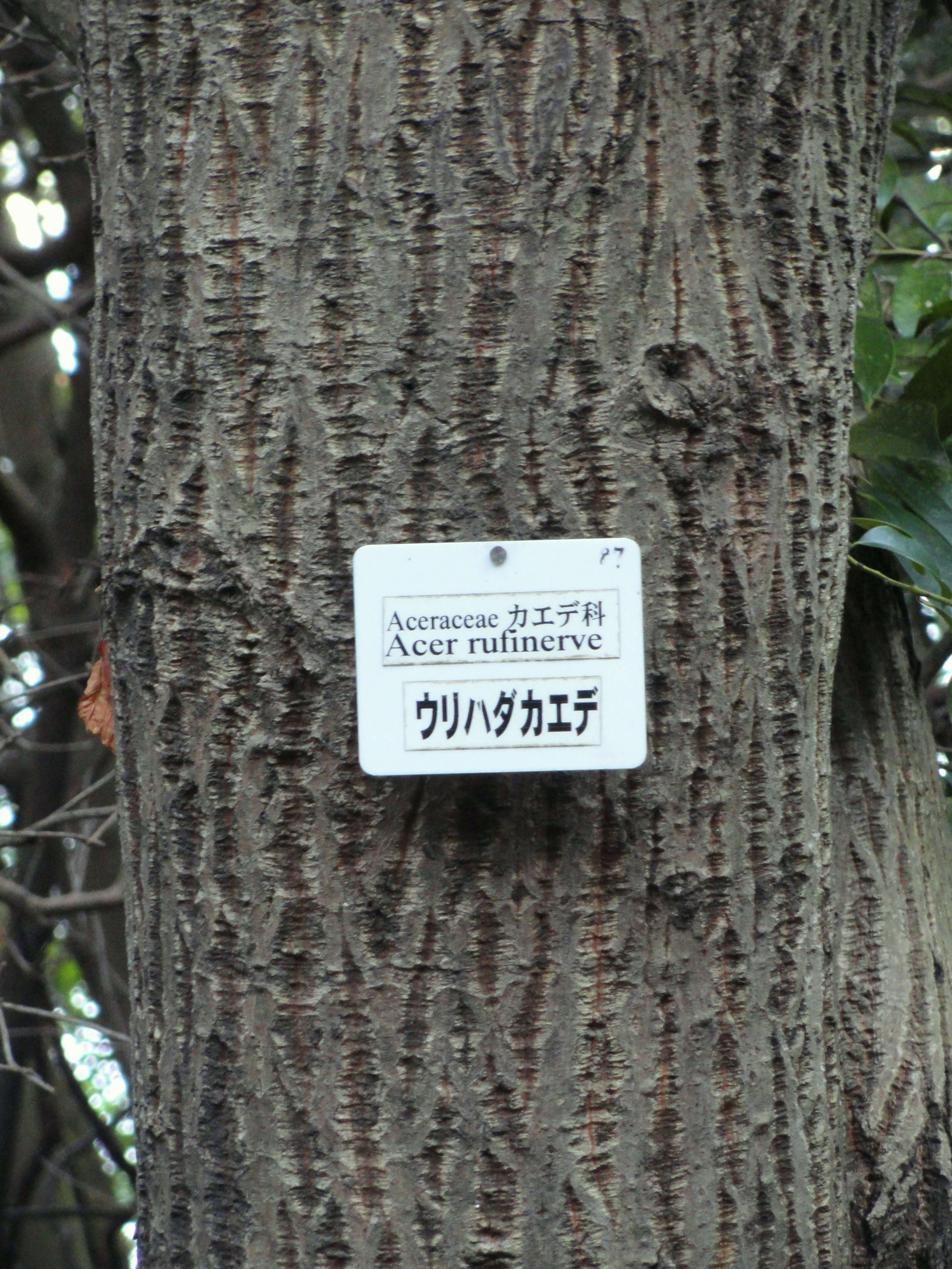 Image of Grey-budded snake-bark-maple