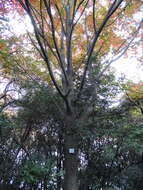 Image of Grey-budded snake-bark-maple