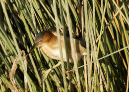 Image of Australian Little Bittern