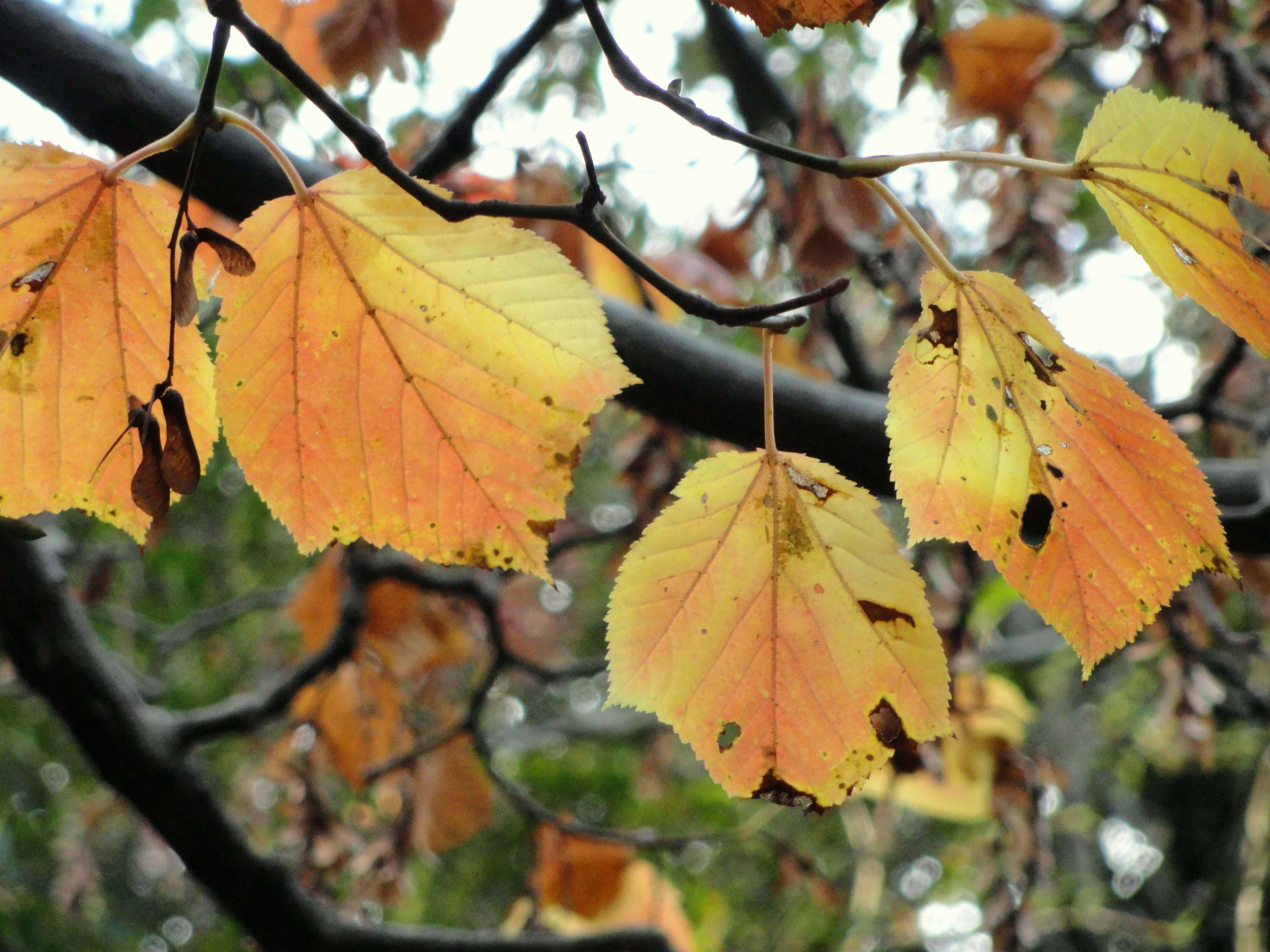 Image of Grey-budded snake-bark-maple