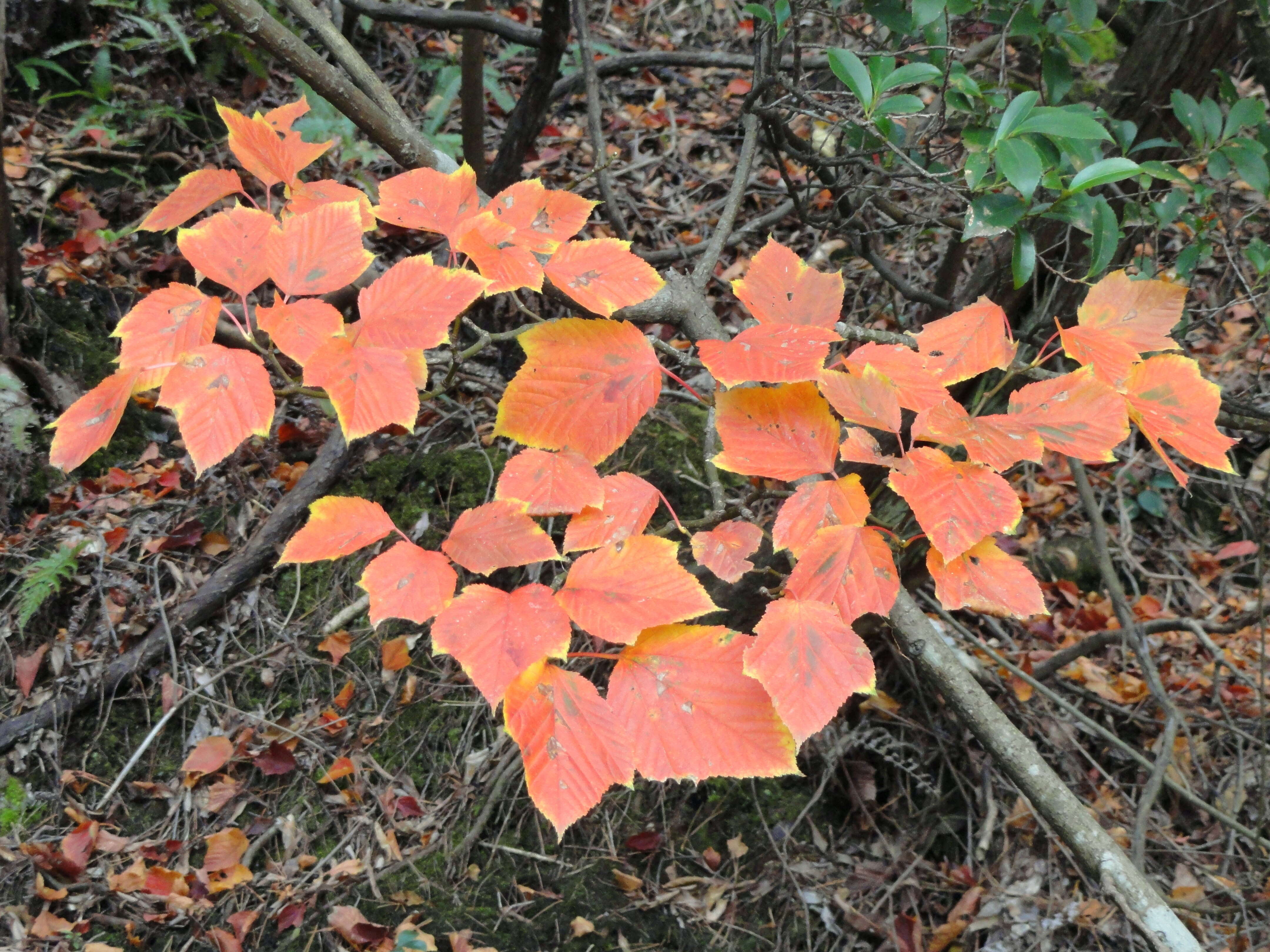 Image of Grey-budded snake-bark-maple