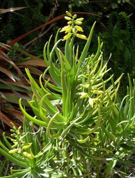 Image of Fence Aloe