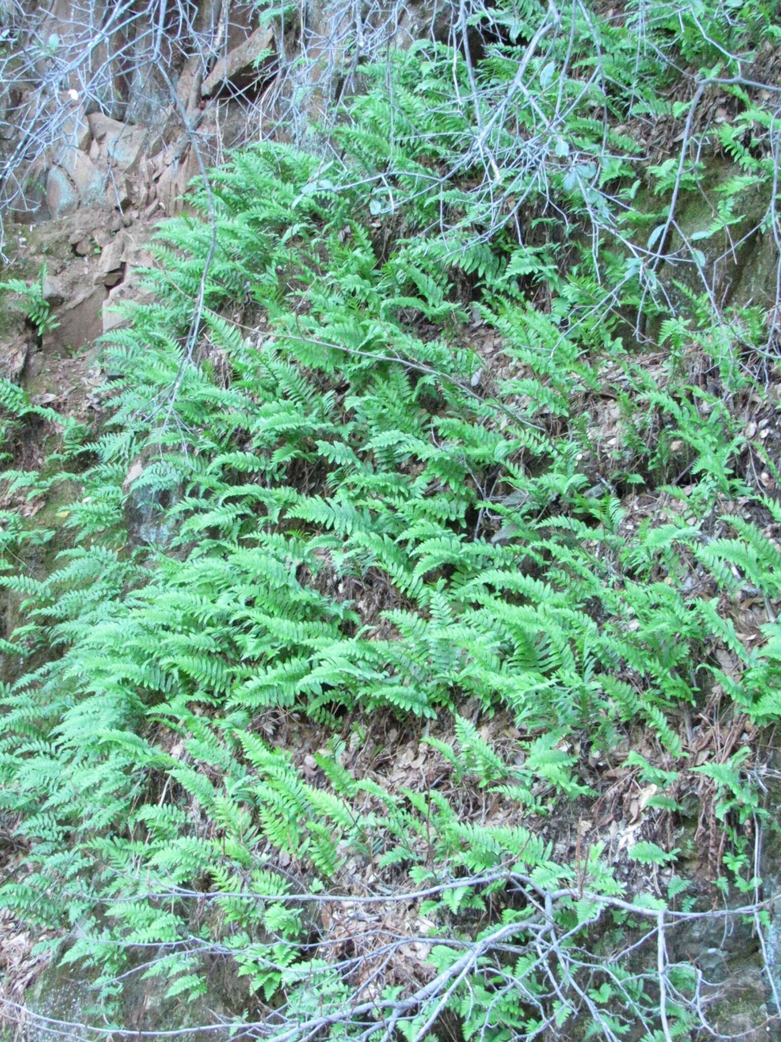 Polypodium calirhiza S. A. Whitmore & A. R. Smith的圖片