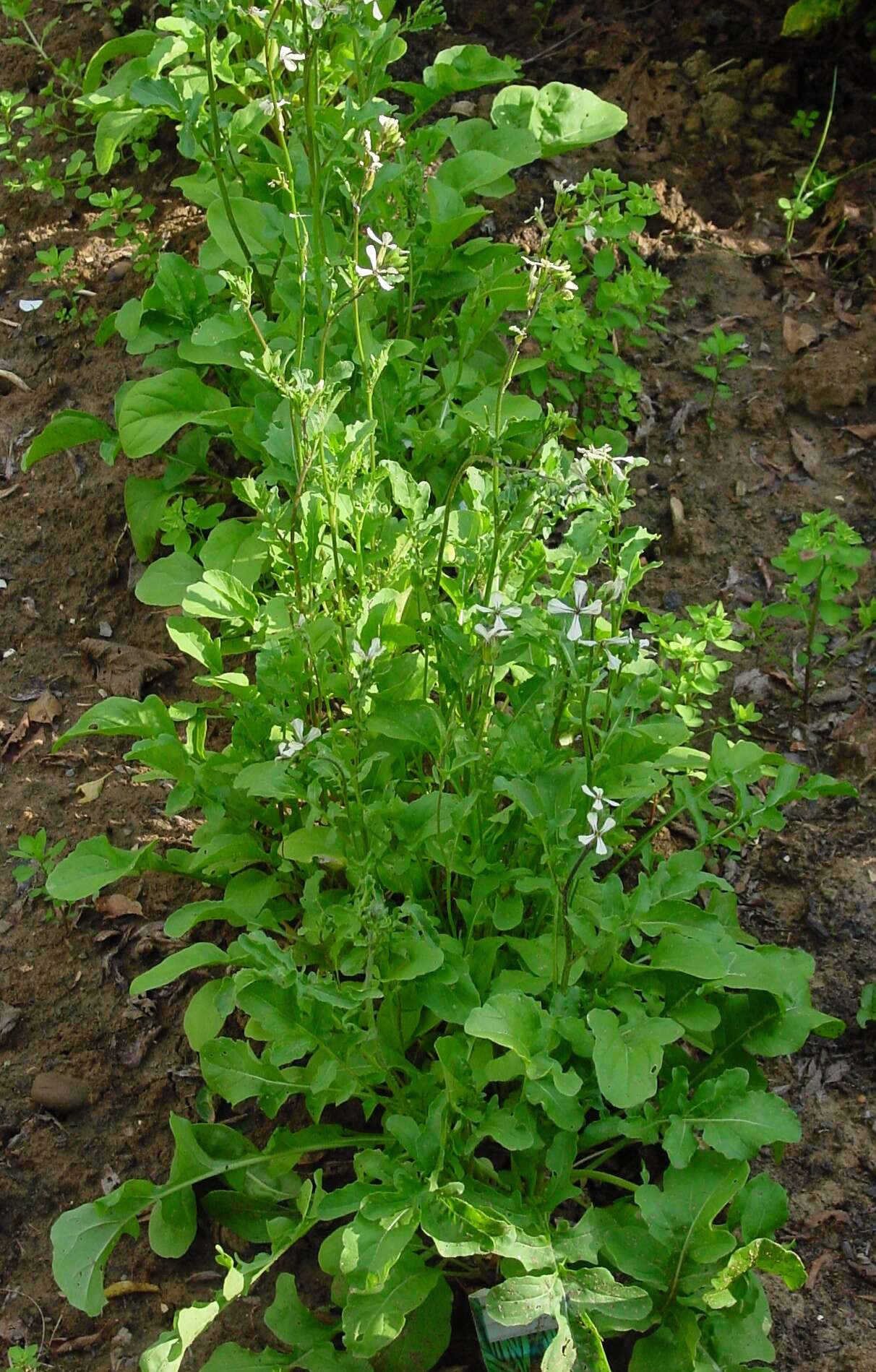 Plancia ëd Eruca vesicaria subsp. sativa (Mill.) Thell.