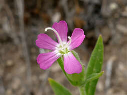 Image de Silene conoidea L.