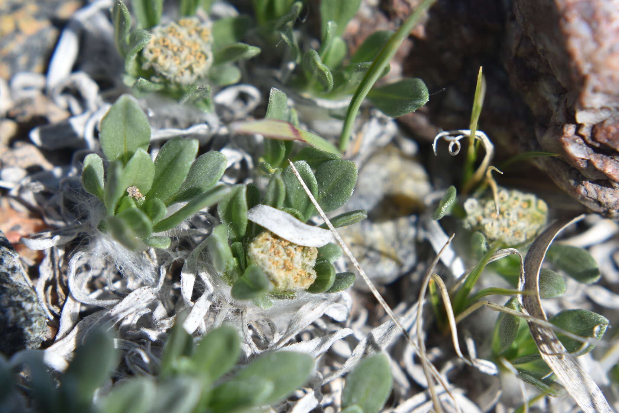 Image of alpine feverfew