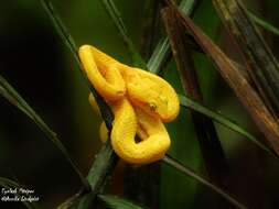 Image of Eyelash Viper